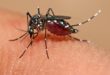 Ciri-Ciri Terkena penyakit Virus Zika